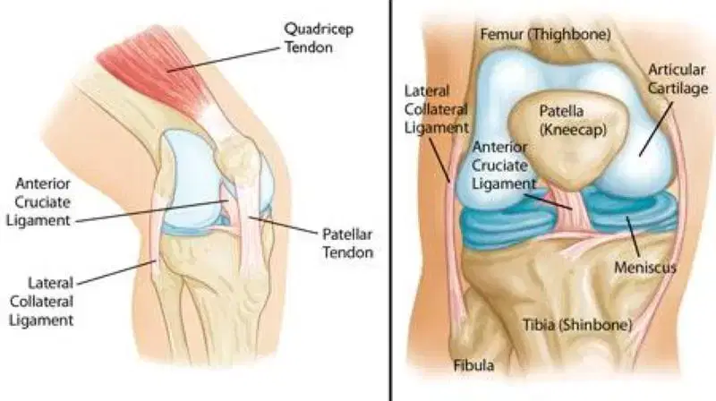 Diagram of knee anatomy from the side and front, showing the patella, cartilage, meniscus, tendons and ligaments